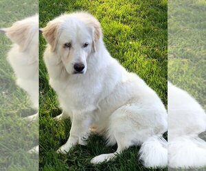 Great Pyrenees-Unknown Mix Dogs for adoption in Granite Bay, CA, USA