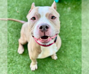 Mutt Dogs for adoption in Tavares, FL, USA