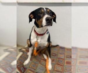 Mutt Dogs for adoption in Williston, VT, USA