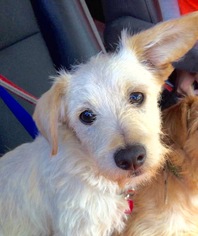 Medium Photo #1 Dachshund-Unknown Mix Puppy For Sale in San Diego, CA, USA
