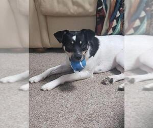 Jack-Rat Terrier Dogs for adoption in Winder, GA, USA