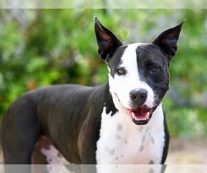American Staffordshire Terrier Dogs for adoption in Tavares, FL, USA