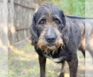 Irish Wolfhound Dogs for adoption in Fredericksburg, TX, USA