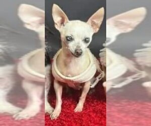 Chihuahua Dogs for adoption in Riesel, TX, USA