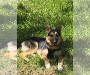 German Shepherd Dog-Unknown Mix Dogs for adoption in Euless, TX, USA