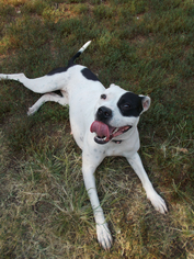 Boxer Dogs for adoption in Newton, KS, USA