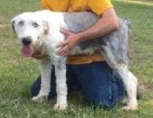 Old English Sheepdog Dogs for adoption in Mooresville, NC, USA