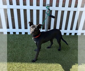American Pit Bull Terrier-Unknown Mix Dogs for adoption in Modesto, CA, USA