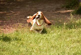 Basset Hound Dogs for adoption in Ashland, WI, USA