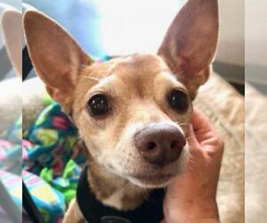 Chihuahua Dogs for adoption in Austin, TX, USA