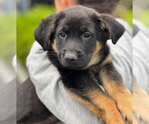Mutt Dogs for adoption in Dana Point, CA, USA