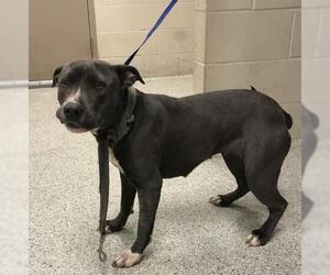 American Pit Bull Terrier-Unknown Mix Dogs for adoption in Conroe, TX, USA