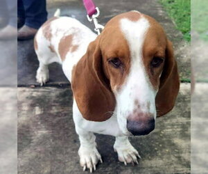 Basset Hound Dogs for adoption in Deepwater, NJ, USA