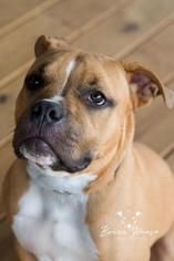 Bull-Boxer Dogs for adoption in Kettering, OH, USA