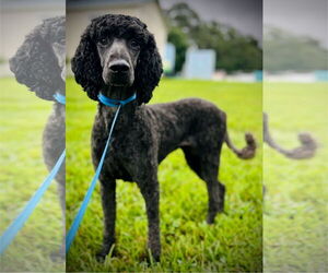 Poodle (Standard)-Unknown Mix Dogs for adoption in Pacolet, SC, USA