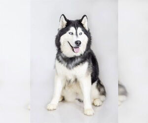 Medium Photo #1 Siberian Husky Puppy For Sale in Ogden, UT, USA