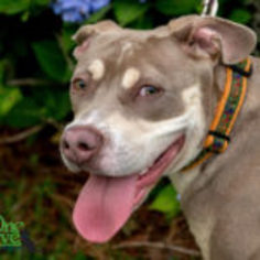 Bulldog Dogs for adoption in savannah, GA, USA