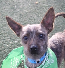 Chihuahua Dogs for adoption in Las Vegas, NV, USA