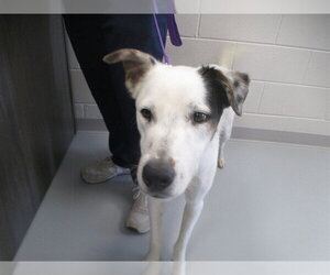 Border Collie-Unknown Mix Dogs for adoption in Ocala, FL, USA