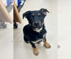 Mutt Dogs for adoption in Webster, WI, USA