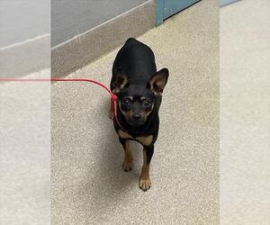 Miniature Pinscher-Unknown Mix Dogs for adoption in Las Vegas, NV, USA