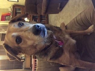 Medium Photo #1 Beagle-Unknown Mix Puppy For Sale in Cedar Rapids, IA, USA