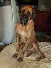 Mastiff Dogs for adoption in Edmond, OK, USA