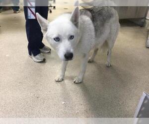 Siberian Husky Dogs for adoption in Riverside, CA, USA