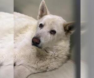 Siberian Husky Dogs for adoption in Bakersfield, CA, USA