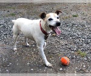 Jack Russell Terrier Dogs for adoption in Clatskanie, OR, USA