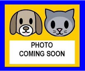 Siberian Husky-Unknown Mix Dogs for adoption in San Antonio, TX, USA