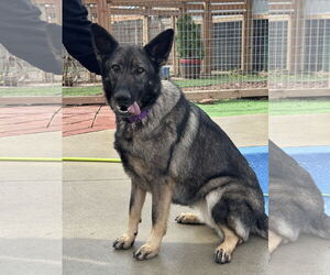 German Shepherd Dog Dogs for adoption in Leavenworth, KS, USA