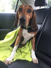 English Coonhound Dogs for adoption in DeLand, FL, USA