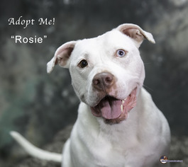 American Pit Bull Terrier Dogs for adoption in Acton, CA, USA