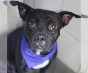 American Staffordshire Terrier-Unknown Mix Dogs for adoption in San Antonio, TX, USA