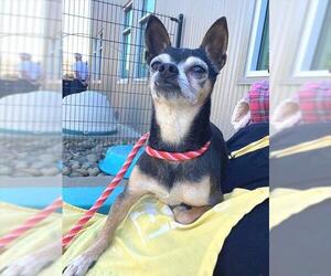 Chihuahua Dogs for adoption in Sacramento, CA, USA