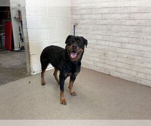 Rottweiler Dogs for adoption in San Bernardino, CA, USA