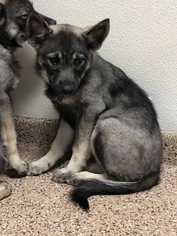 Norwegian Elkhound Dogs for adoption in CORNING, NY, USA