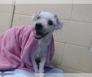 Poodle (Miniature) Dogs for adoption in Downey, CA, USA