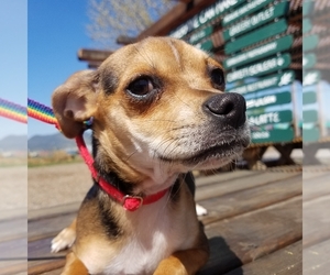 Chipin Dogs for adoption in Yreka, CA, USA