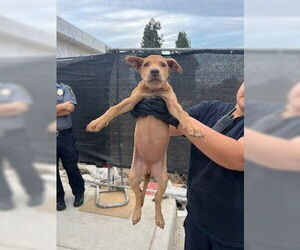 Doberman Pinscher Dogs for adoption in Stockton, CA, USA