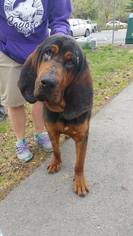 Bloodhound Dogs for adoption in Anchorage, AK, USA