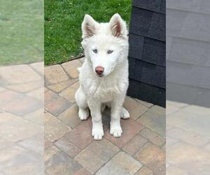 Siberian Husky Dogs for adoption in Ogden, UT, USA