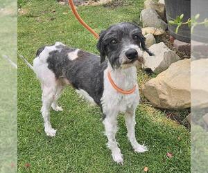 Medium Photo #1 Poodle (Miniature)-Unknown Mix Puppy For Sale in Camarillo, CA, USA