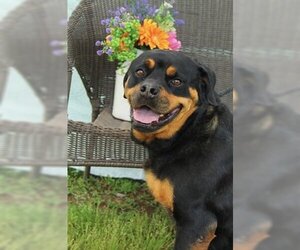 Rottweiler-Unknown Mix Dogs for adoption in Marble, NC, USA