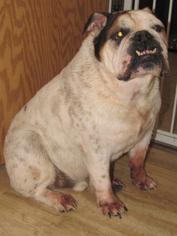 Bulldog Dogs for adoption in Walnutport, PA, USA