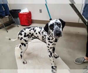 Dalmatian Dogs for adoption in McKinleyville, CA, USA