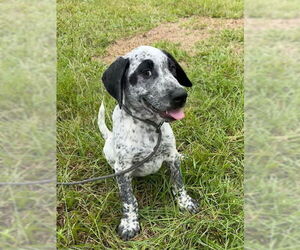 Pointer-Unknown Mix Dogs for adoption in Tarrytown, GA, USA