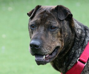 Chinese Shar-Pei-Unknown Mix Dogs for adoption in Asheville, NC, USA