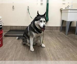 Siberian Husky Dogs for adoption in Pasadena, CA, USA